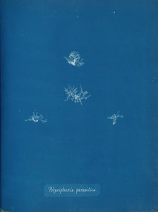 Polysiphonia parasitica, ca. 1853 de Anna Atkins