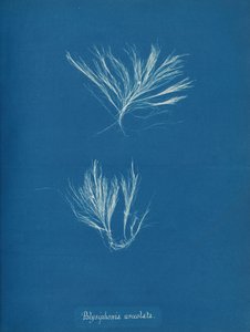 Polysiphonia urceolata, ca. 1853 de Anna Atkins