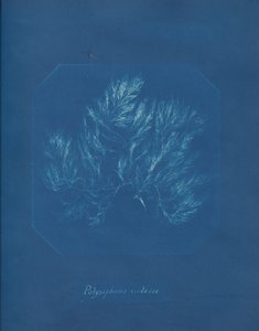Polysiphonia violacea, ca. 1853 de Anna Atkins