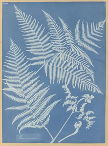 Pteris aquilina de Anna Atkins