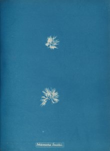 Schizonema Smithii, ca. 1853 de Anna Atkins