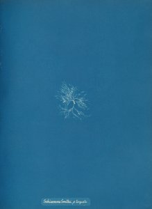 Schizonema Smithii, ß torqata, ca. 1853 de Anna Atkins