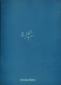 Schizonema Wyattiæ, ca. 1853 de Anna Atkins