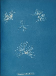 Schizonema helminthosum, ca. 1853 de Anna Atkins