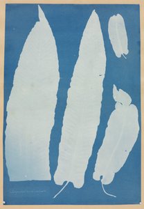 Scolopendrium Vulgare de Anna Atkins