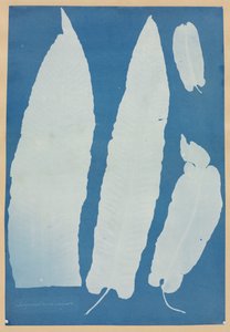 Scolopendrium Vulgare, 1852-1854 de Anna Atkins
