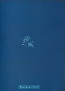 Sphacelaria cirrhosa, ca. 1853 de Anna Atkins