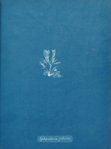 Sphacelaria filicina, ca. 1853 de Anna Atkins