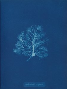 Sphacelaria scoparia, ca. 1853 de Anna Atkins