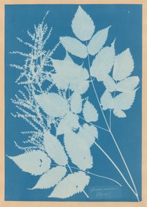 Spiraea aruncus (Tirol)