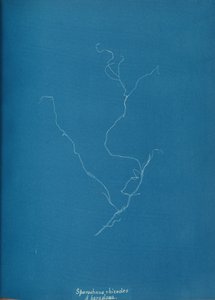 Sporochnius rhizodes ß paracloxa, ca. 1853 de Anna Atkins