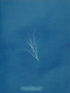 Striaria attenuata, ca. 1853 de Anna Atkins
