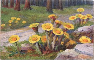 Tussilago
