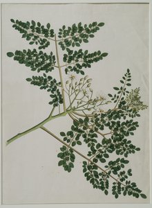 Moringa oleifera, también llamado árbol de rábano picante o árbol de tambor de Anna Maria Jones