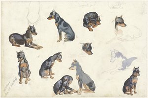 Estudios de un perro