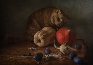 Cosecha del Gato Curioso de Anna Petina