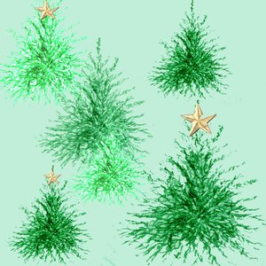 Árboles Estrella de Anna Platts