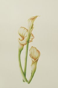 Lirio de arum, 2001 de Annabel Barrett