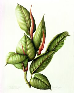 Planta de caucho, 1999 de Annabel Barrett