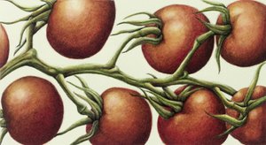 Vid de tomate, 1999 de Annabel Barrett