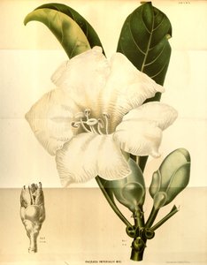 Fagraea imperialis de Annales Musei botanici lugduno batavi