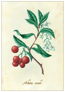 Arbutus unedo, 2015 (gouache)