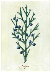 Juniperus, 2015 (gouache) de Annalisa Morrocco
