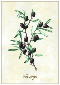 Olea europea, 2015 (gouache) de Annalisa Morrocco