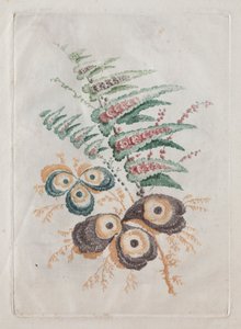 Nueva suite de portafolios de flores ideal para diseñar y pintar: Fantasías florales, c. 179