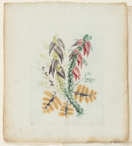 Plato, de la Nueva Serie de Cuadernos de Flores Ideales para Uso de Dibujantes y Pintores de Anne Allen