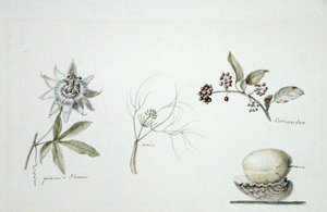Flor de la pasión, anís y cilantro