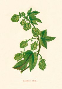 Lúpulo común de Anne Pratt