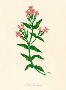 Genciana de campo, c1891 de Anne Pratt