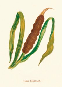 Espadaña mayor, c. 1891, 1891 de Anne Pratt