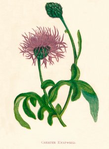 Mayor Knapweed, c1891, 1891