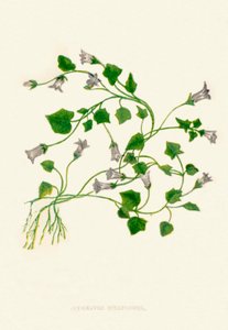 Campanula de hojas de hiedra, c1891, 1891