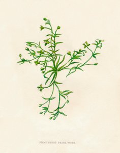 Hierba perla procumbente, c1891, 1891