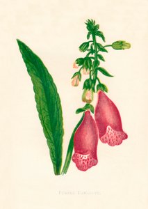 Dedalera púrpura, c. 1891