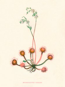 Rocío de sol de hojas redondas