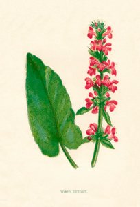 Betónica, c1891