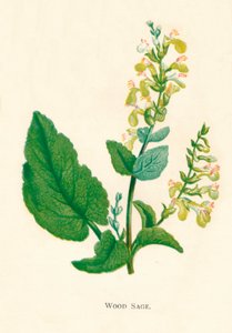 Salvia de Madera, c1891 de Anne Pratt