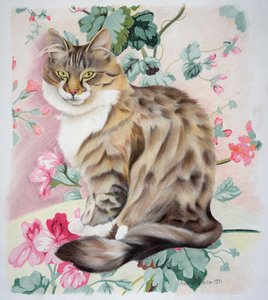 Gato atigrado de pelo largo