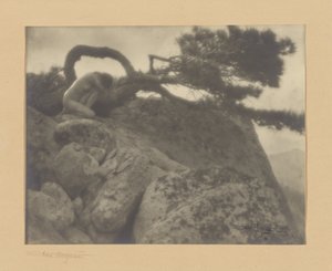 El Pino Solitario
