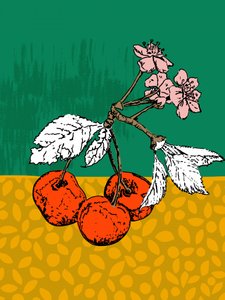 Flores de cerezo