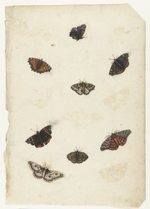 Ocho mariposas
Álbum Lombardo (título de la serie) de Anonymous