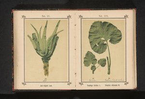 Aloe vera
Aloe vulgaris Lam. (título en el objeto) de Anonymous