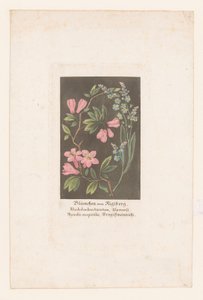 Rosa alpina y nomeolvides del Rigi Blümchen vom Rigiberg (título sobre el objeto)