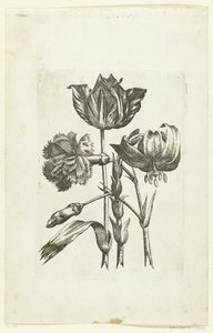 Anjer, tulp y lelie Nuevos iconos de flores (título de la serie) de Anonymous