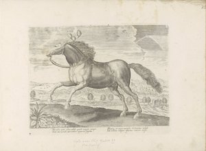 Paard árabe Afer (título sobre objeto) Paardenrassen uit de Koninklijke stallen van Don Juan van Oostenrijk (título de la serie) Un caballo, en el que se encuentra el más noble de todos los tipos: un personaje distinguido de caballos de varias partes del m de Anonymous