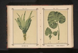 Hoja de una uña de caballo pequeña y hoja de una uña de caballo grande
Tussilago farfara L. Petasites officinalis M. (título del objeto)